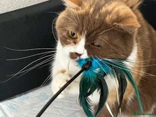 British Shorthair cats Female cinamon bsh 2 year old - Advert 8