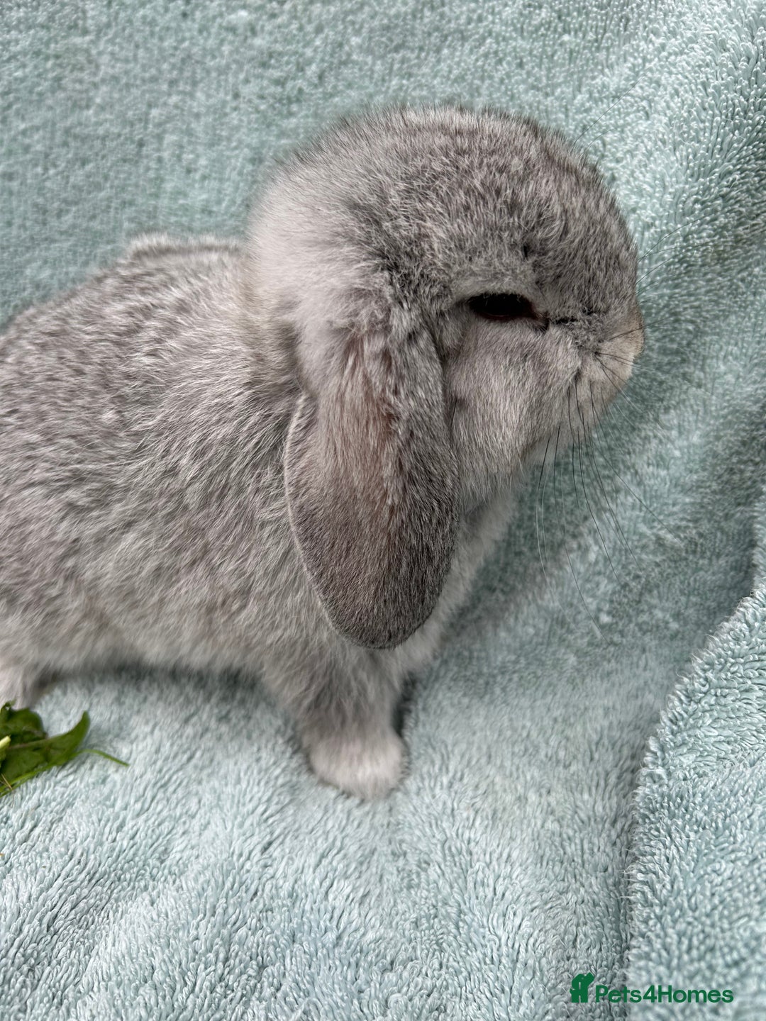 Mini Lop rabbits for sale: Pure bread mini lops - Advert 2