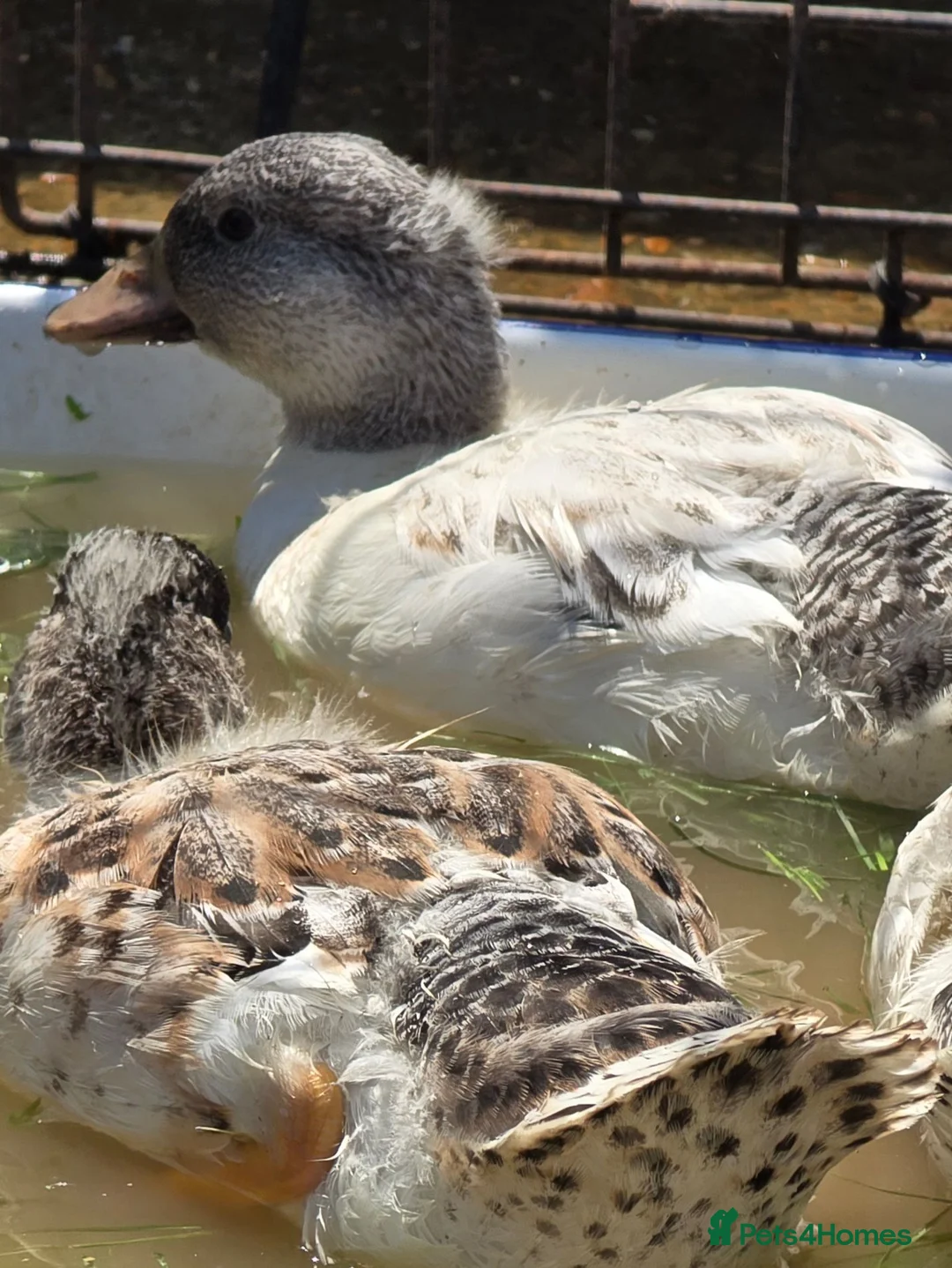 Ducks poultry for sale: Call ducks - Advert 6