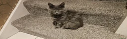 British Longhair cats for sale: Zzuzu - Advert 4