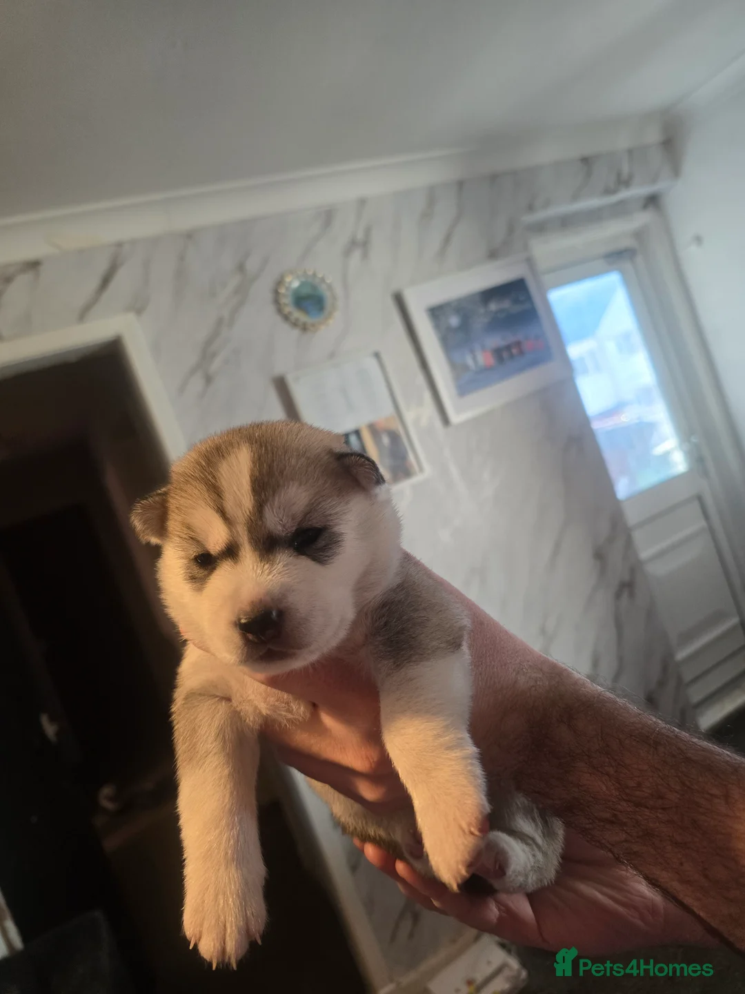 Siberian Husky dogs for sale: 4 siberian husky girl pups  - Advert 9