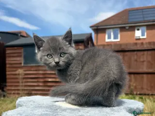 Mixed Breed cats Ragdoll x BSH/Scottish Fold Kitten - Advert 1