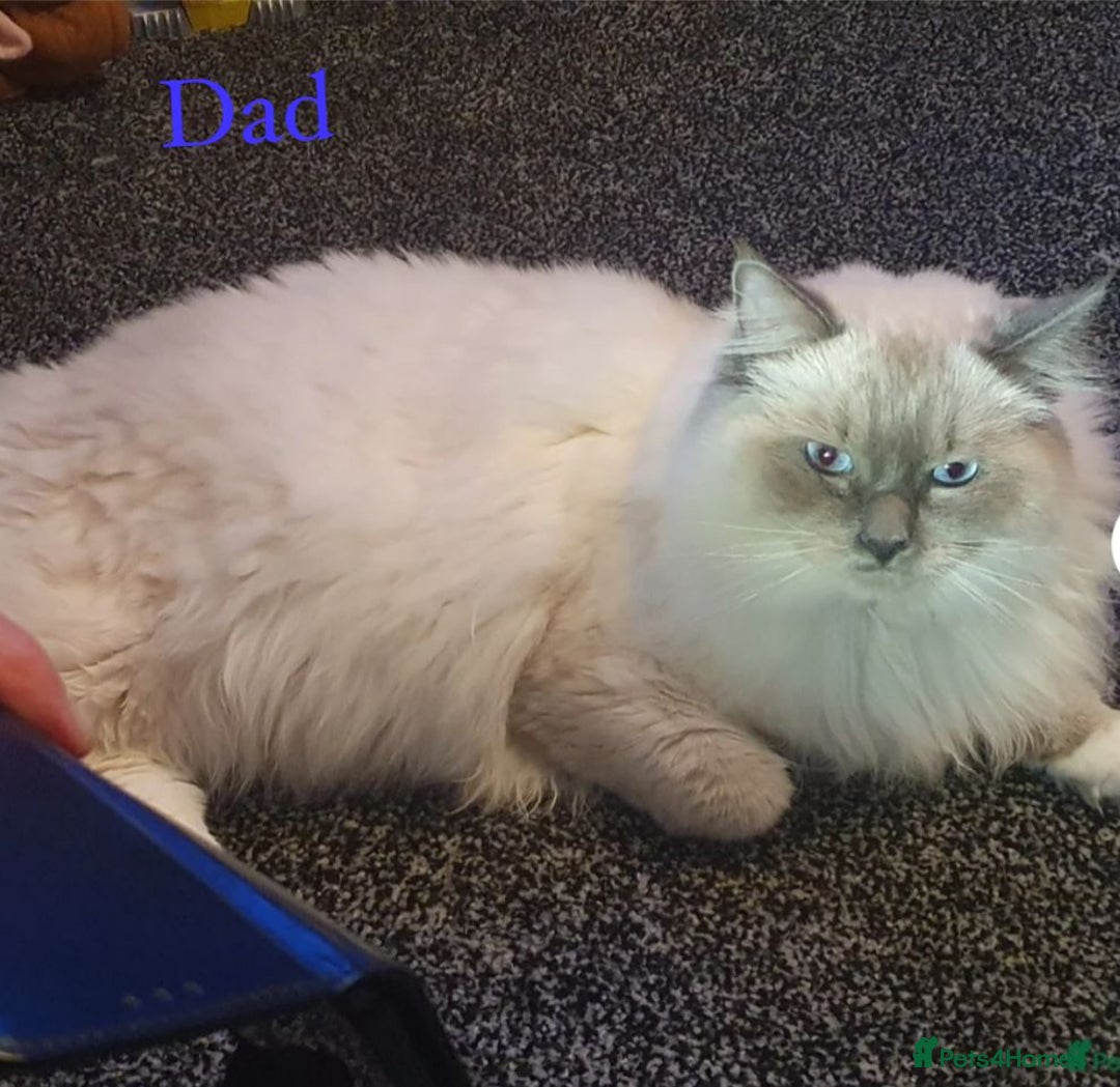 Ragdoll cats for sale: Beautiful Chunky Ragdoll Kittens For Sale - Image 30