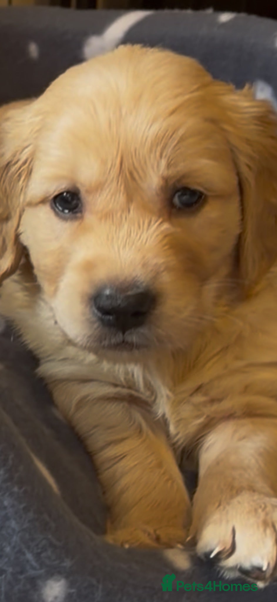 Golden Retriever dogs Royal Kennel Club Golden Retriever puppies - Advert 1