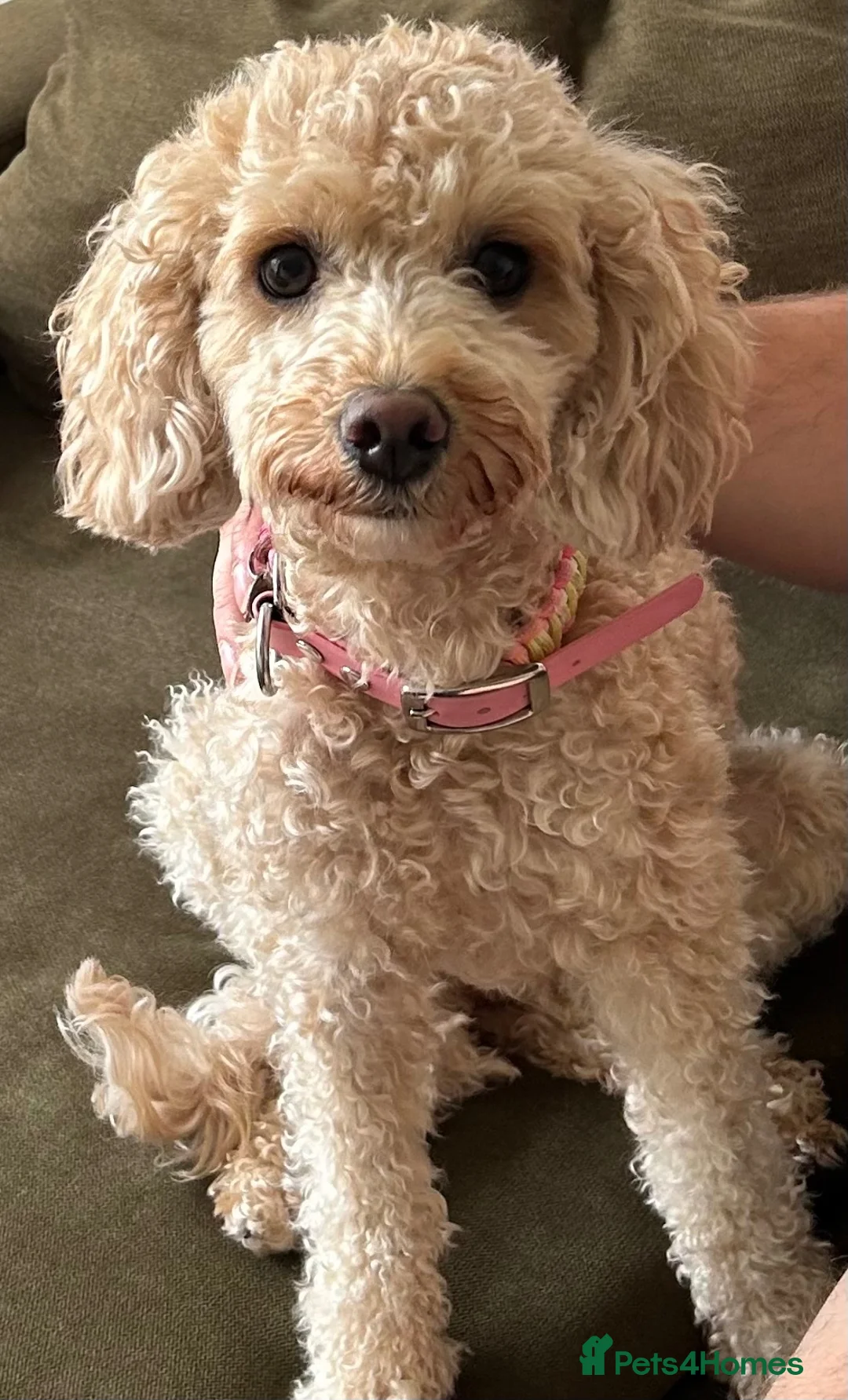 Cavapoochon dogs for sale: Tilly female 3 years old  - Advert 2