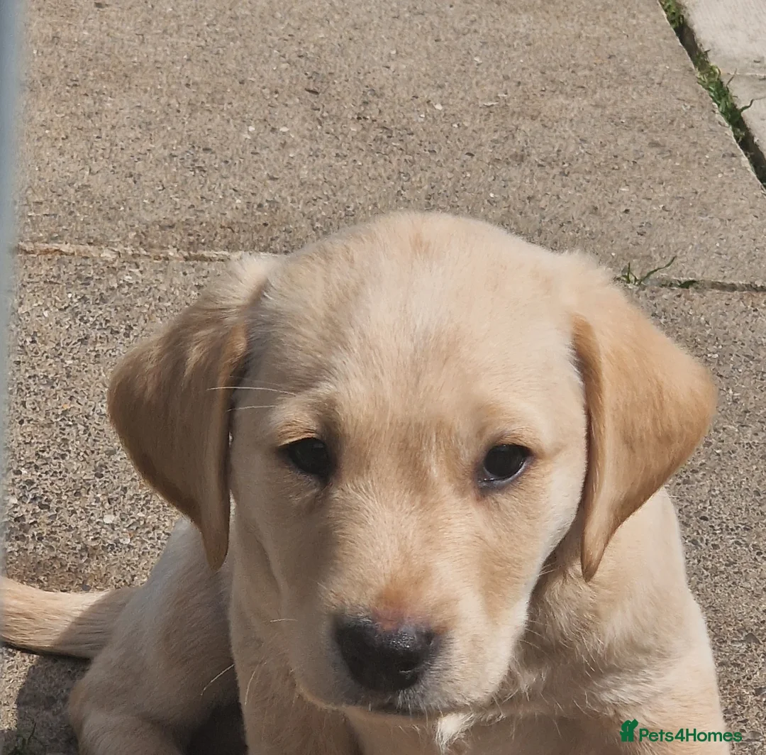 Labrador Retriever dogs for sale: Labrador Puppies - Advert 8