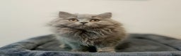 British Longhair cats for sale: TICA Beautiful Blue British Longhair Female - Advert 13