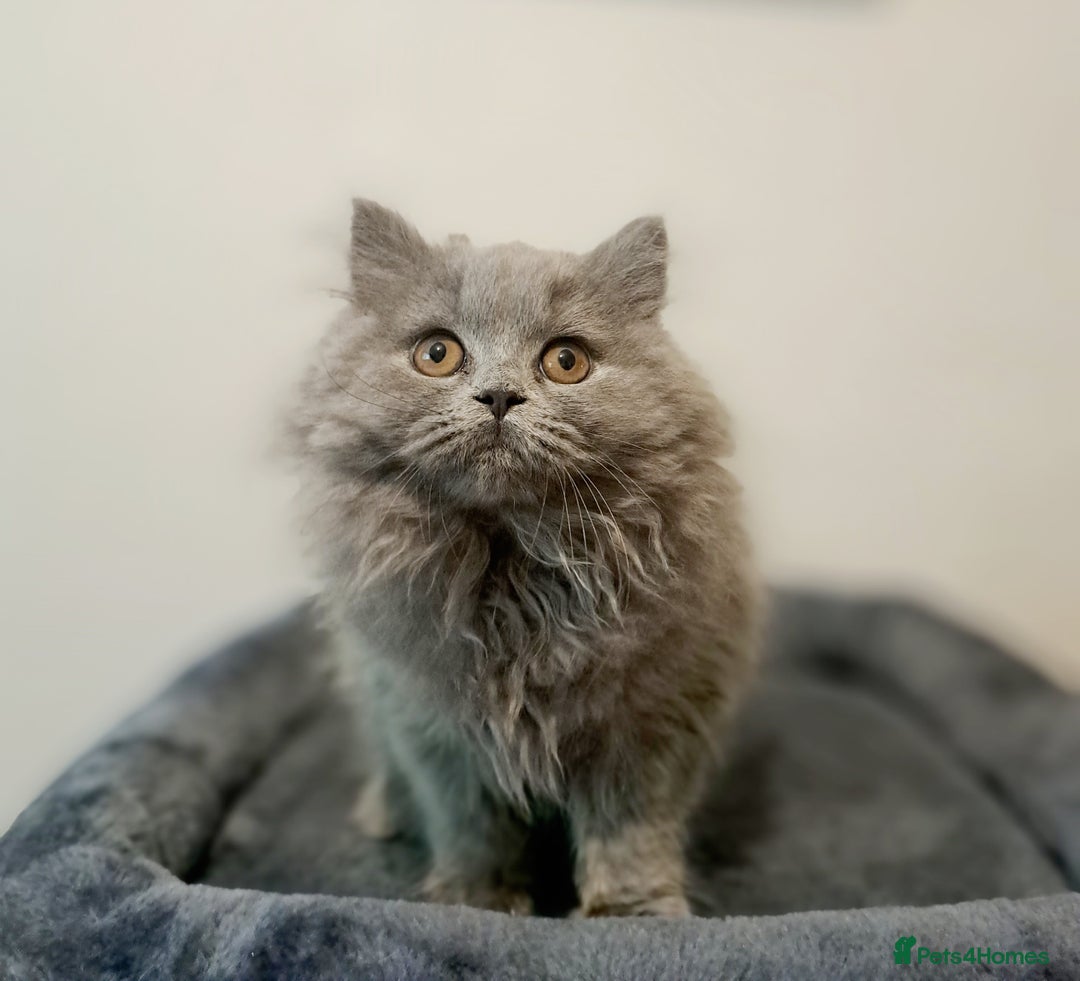 British Longhair cats for sale: TICA Beautiful Blue British Longhair Female - Image 12