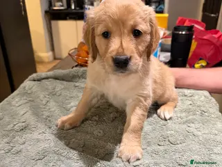 Golden Retriever dogs Beautifully Coloured Golden Retriever Puppies - Advert 13