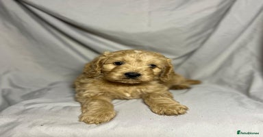 Cockapoo dogs - Advert 12