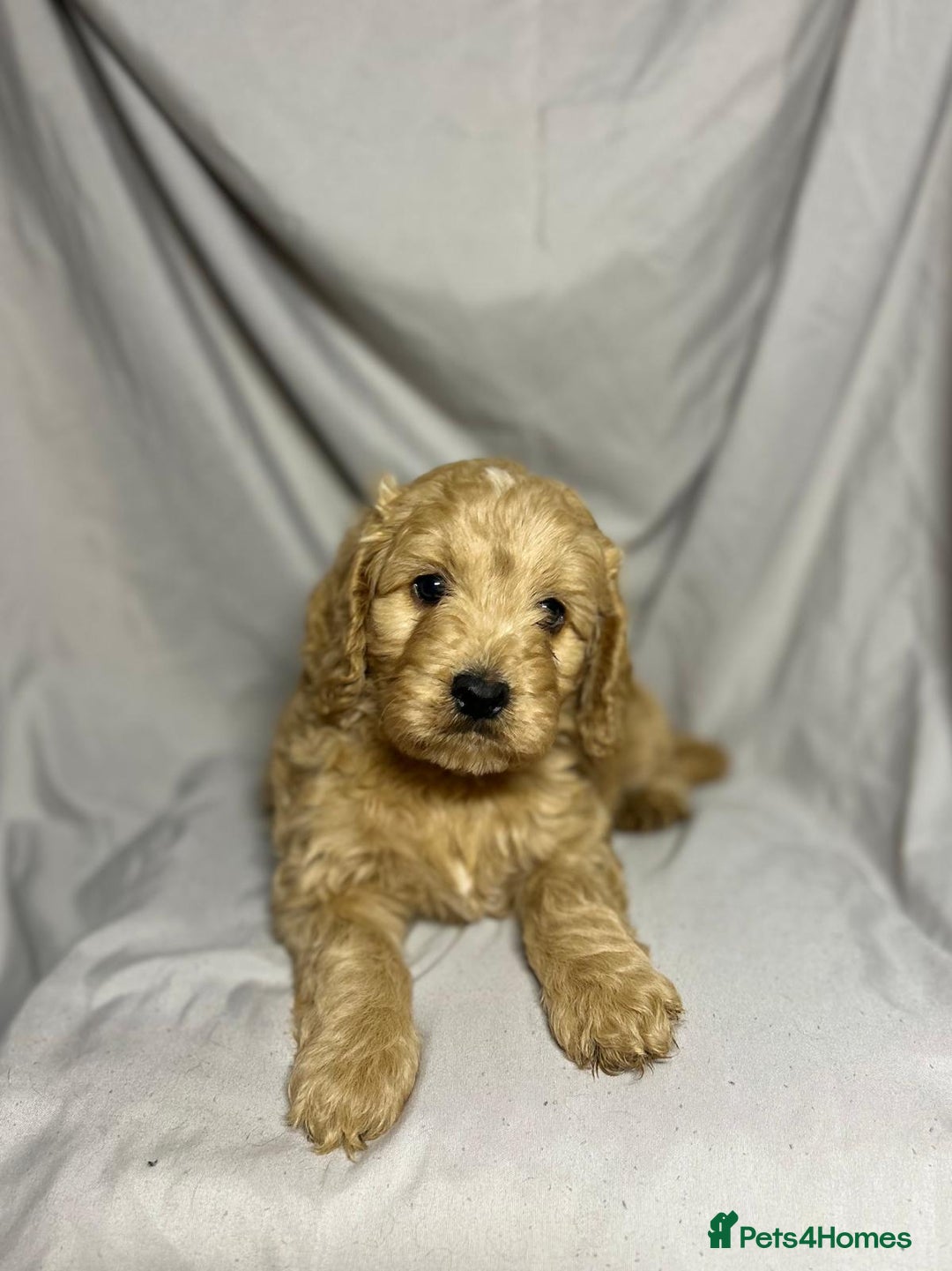 Cockapoo dogs for sale: Stunning F1 Cockapoo Puppies - PRA Clear Sire - Image 3