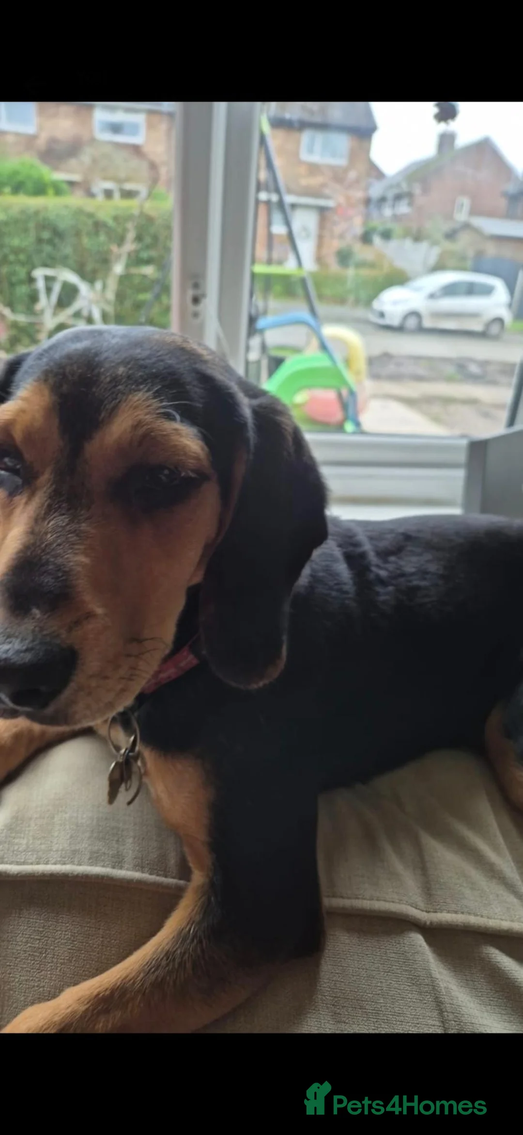 Mixed Breed dogs for sale: Rehoming female boxer mixed Breed girl in Preston - Advert 2