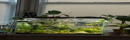 Gouramis fish for sale: 40L Tank Set Up with Dwarf Gourami  - Advert 1
