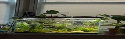 Gouramis fish for sale: 40L Tank Set Up with Dwarf Gourami  - Advert 1