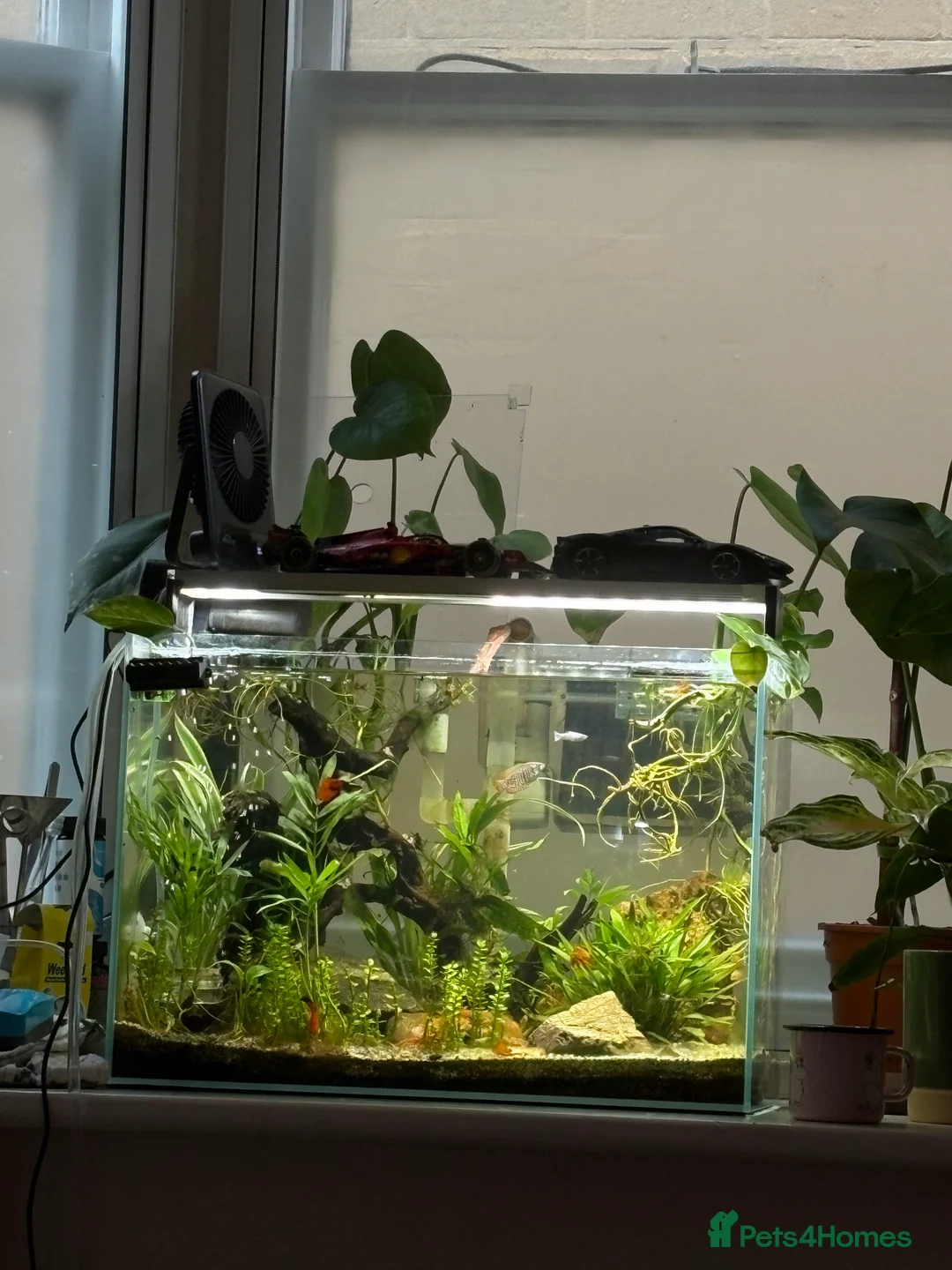 Gouramis fish for sale: 40L Tank Set Up with Dwarf Gourami  - Advert 1