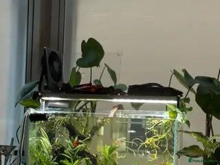 Gouramis fish 40L Tank Set Up with Dwarf Gourami - Advert 3