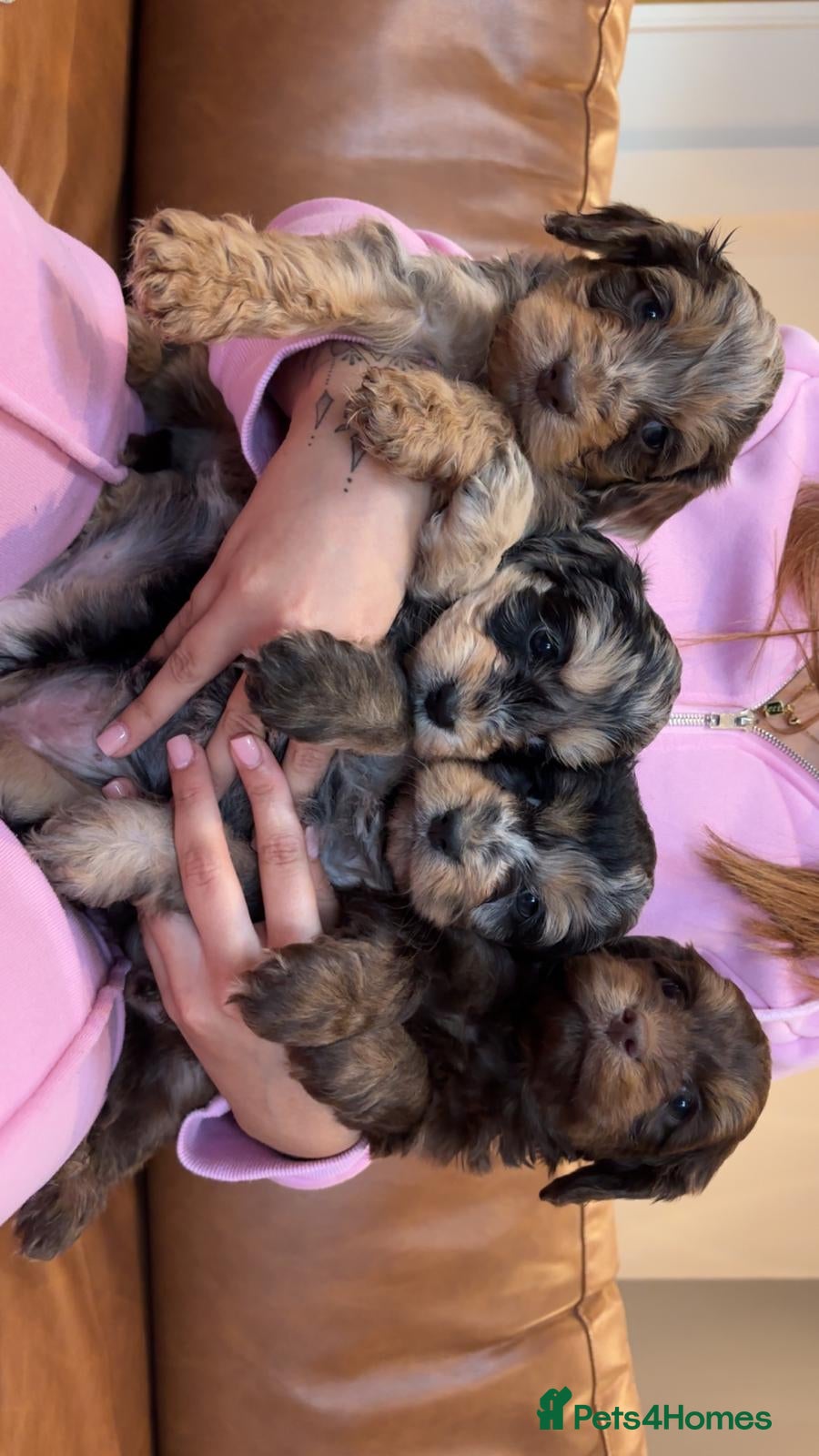 Cockapoo dogs 🩷 F1  merle Cockerpoo 💙 - Advert 13