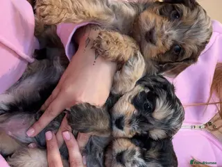 Cockapoo dogs 🩷 F1 merle Cockerpoo 💙 - Advert 13