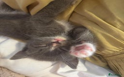 British Shorthair cats for sale: British shorthair x - Image 11