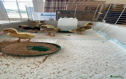 Ducks poultry for sale: Runner Ducklings - Image 3