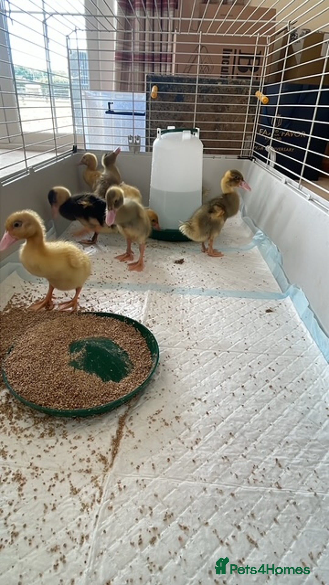 Ducks poultry for sale: Runner Ducklings - Image 3