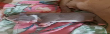 American Bully 1