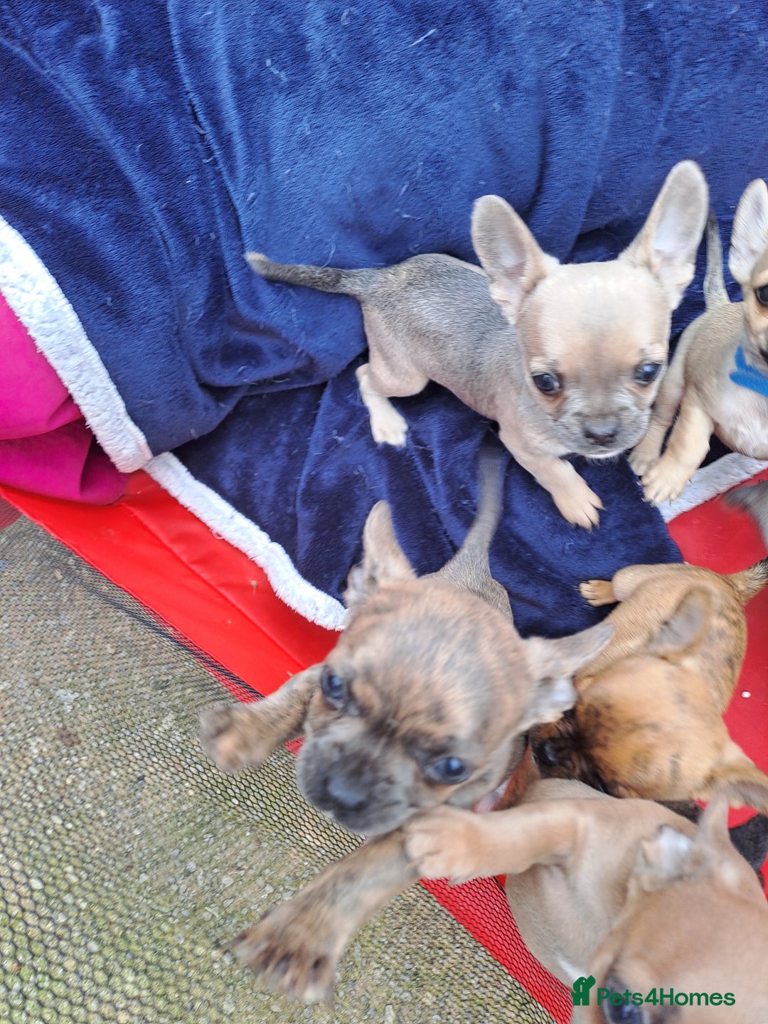 Mixed Breed dogs for sale: Frenchie x chihuahua puppies  - Image 12