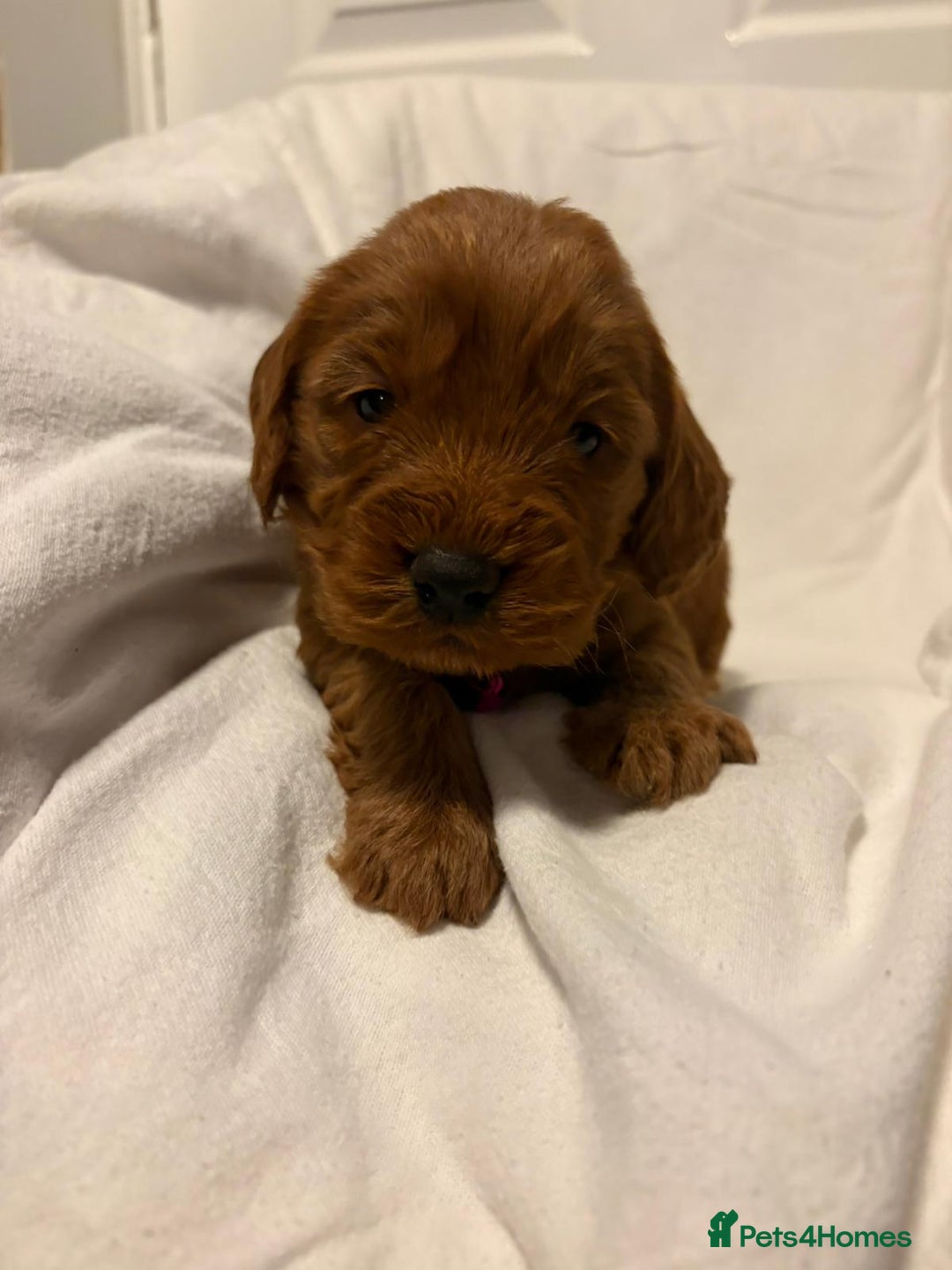 Cockapoo dogs for sale: Deep Red Cockapoos - Advert 21