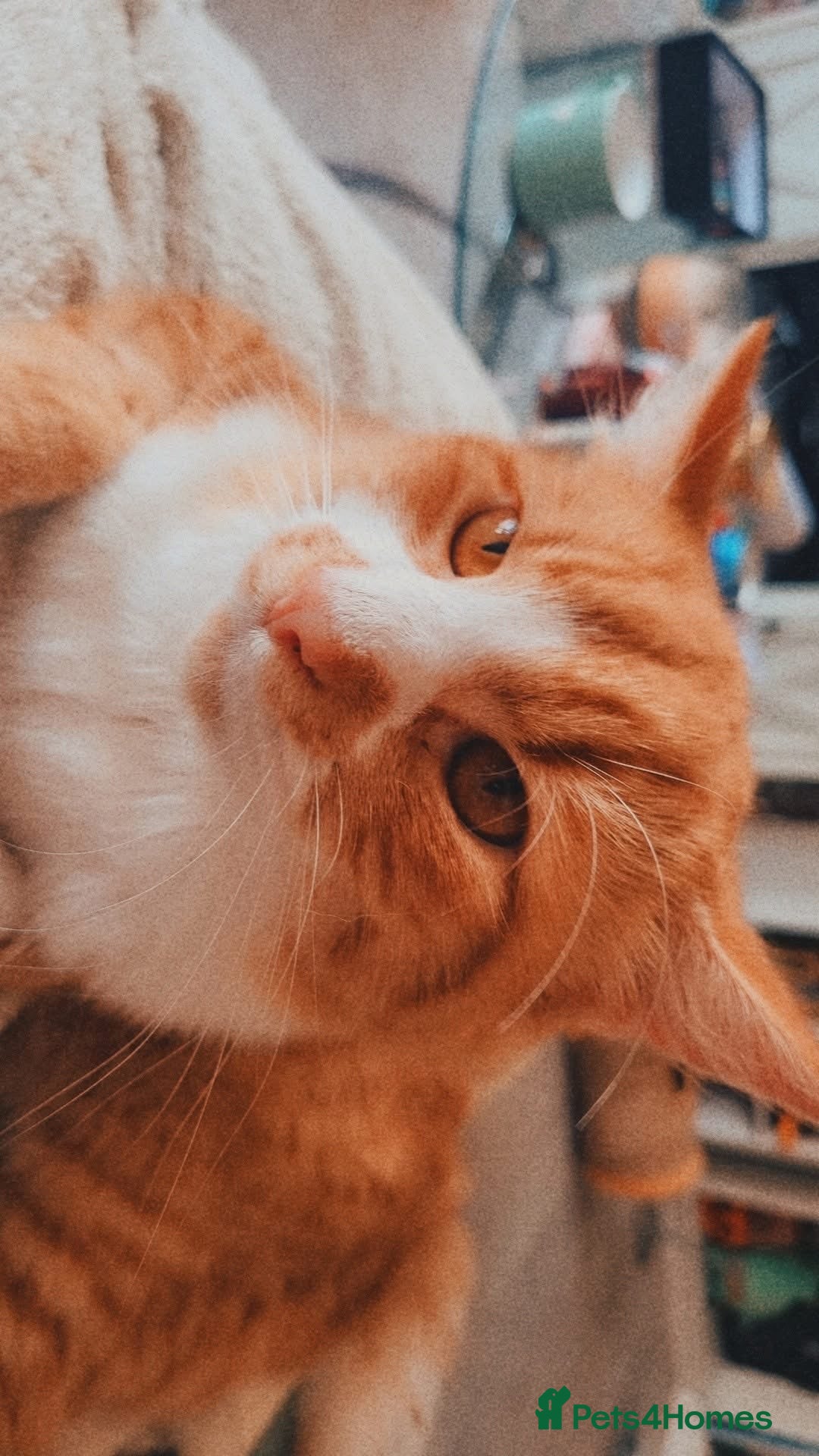 Mixed Breed cats for sale: Long hair ginger and white males  - Advert 6