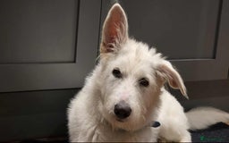 Mixed Breed dogs for adoption:  ARIEL with the bunny rabbit ears  - Image 17