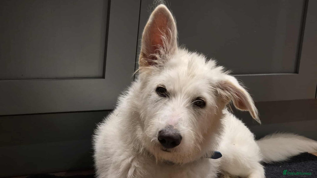 Mixed Breed dogs for adoption:  ARIEL with the bunny rabbit ears  - Image 17