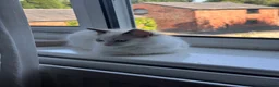 Ragdoll cats for sale: Bicolour ragdoll kittens and mum for sale - Advert 6