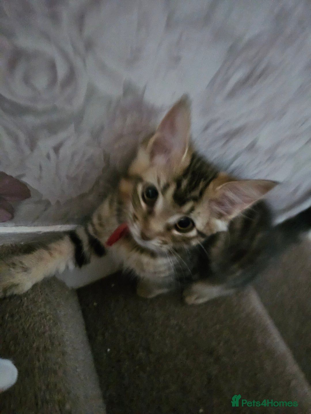 Maine Coon cats for sale: Maine Coon (parents not registered - family pet) - Image 9