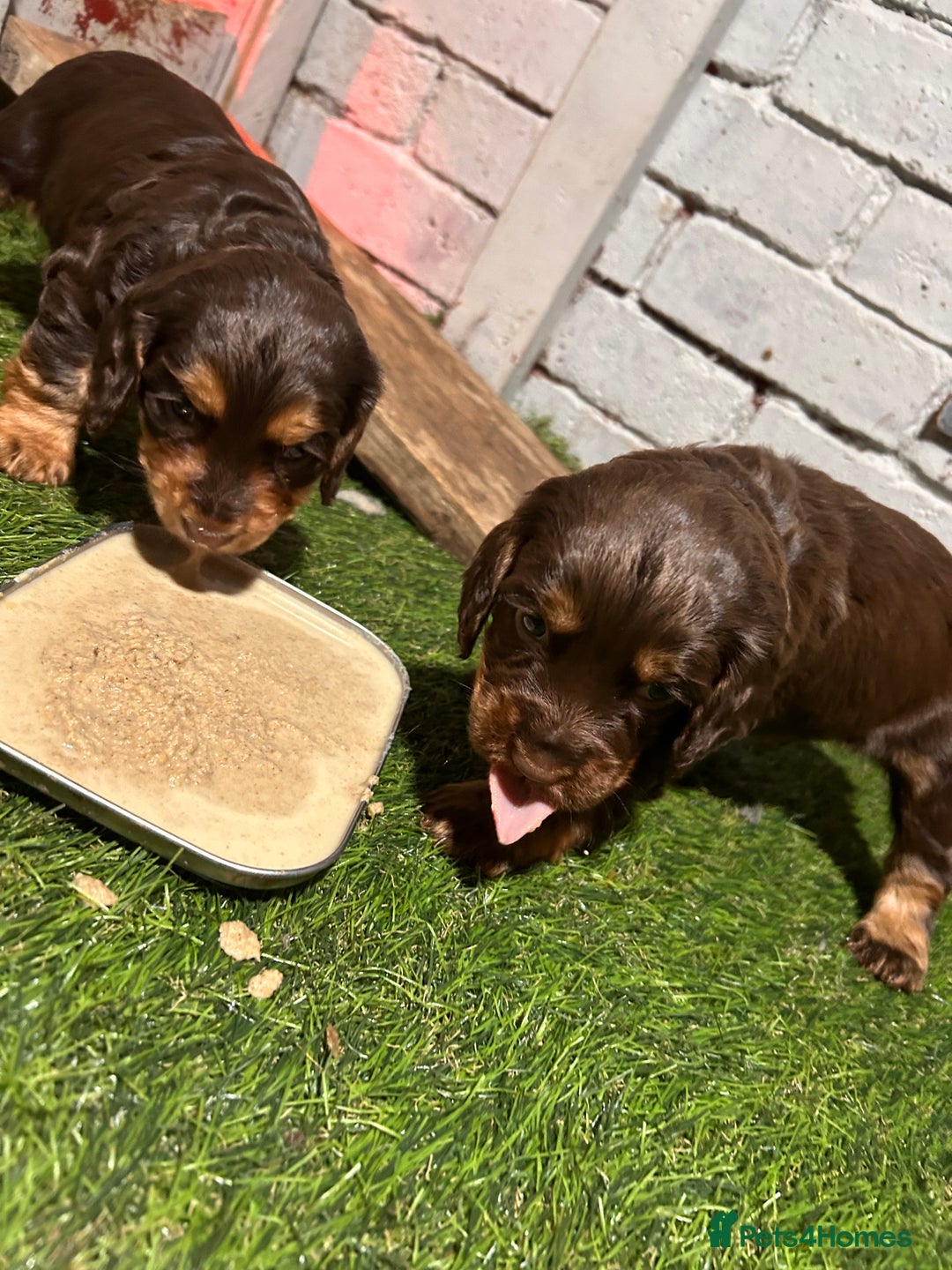 Cocker Spaniel dogs for sale: Choc and tan working cockers  - Advert 6