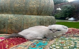 Scottish Fold cats for sale: Scottish folded ear  - Image 3