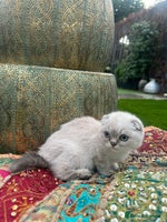Scottish Fold cats - Advert 4