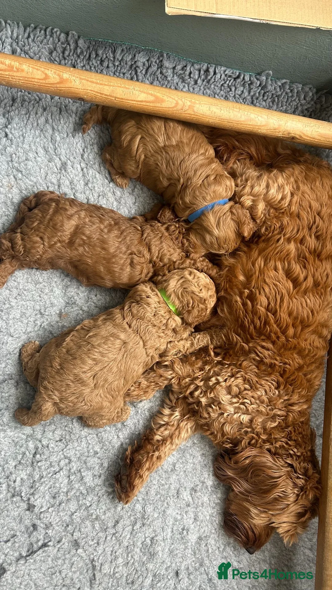 Cockapoo dogs for sale: Adorable Cockapoo Puppies Ready for Loving Homes in Leeds - Advert 2
