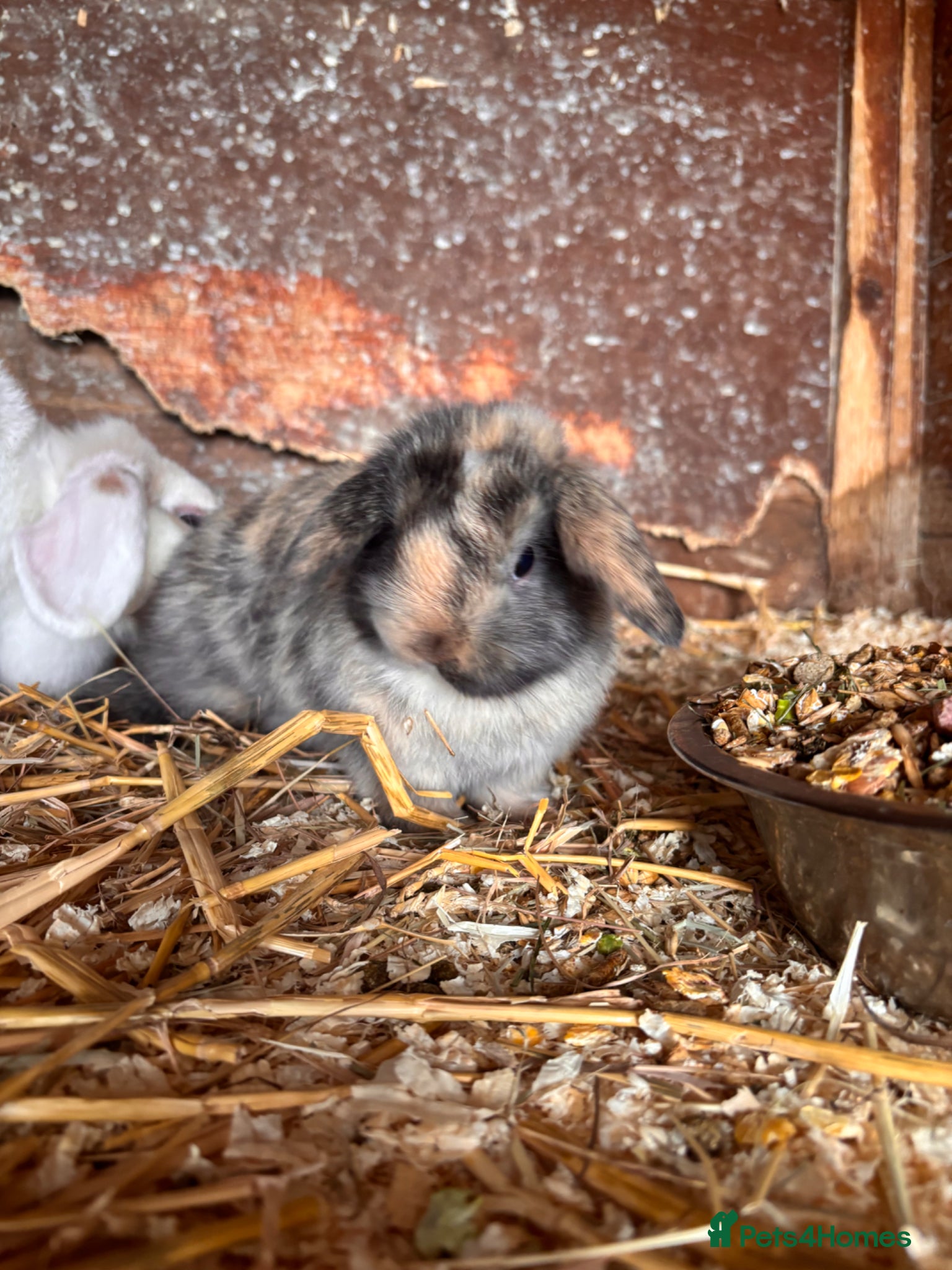 Mini Lop rabbits Mini lop for sale and pet carrier (little bag food - Advert 1