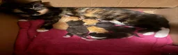 Mixed Breed cats for sale: Mix Breed Kittens - Advert 1