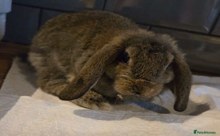 Mixed Breed rabbits - Advert 3