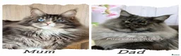 Maine Coon cats for sale: TICA registered adorable Maine coon kittens - Advert 7