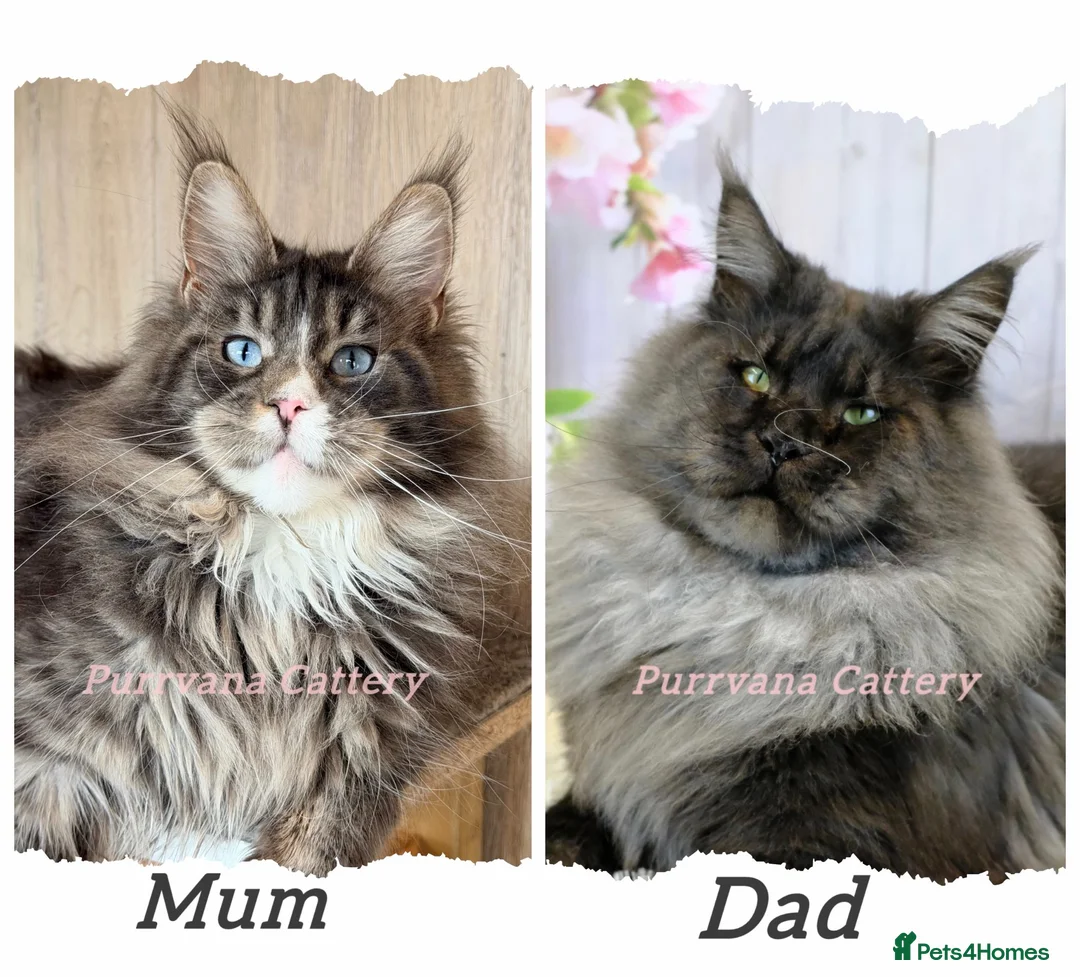 Maine Coon cats for sale: TICA registered adorable Maine coon kittens - Advert 7