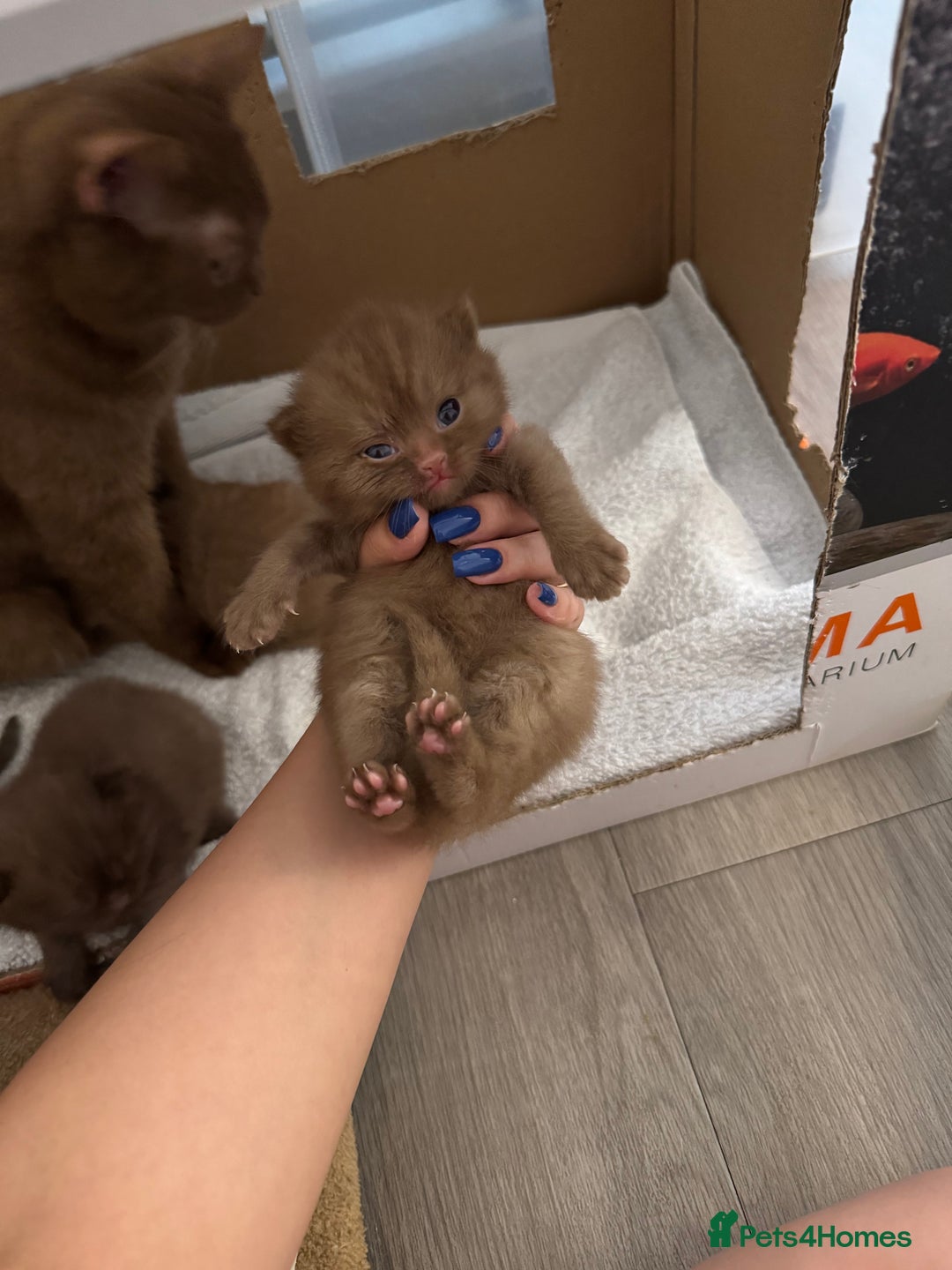 British Shorthair cats for sale: 🤎 British Shorthair Cinnamon Kittens🤎 - Image 7