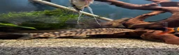 Angelfish fish for sale: Full set up fish tank fluval visi 202 l  in Worksop - Advert 11