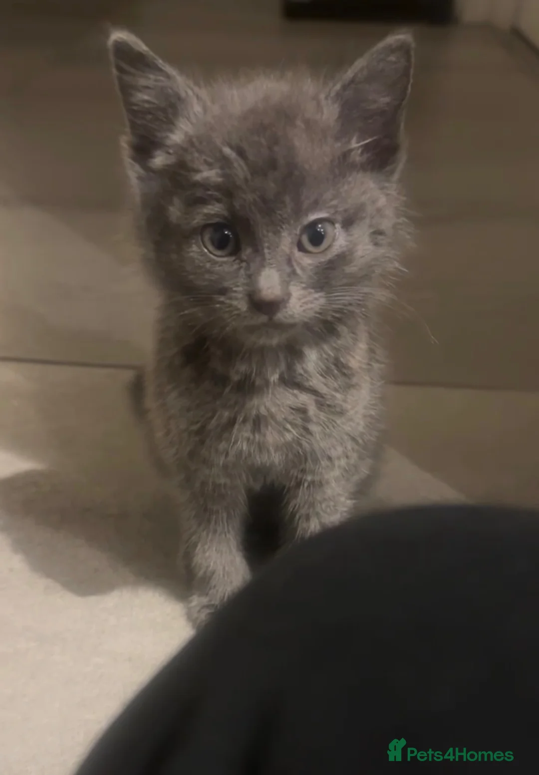 Mixed Breed cats for sale: Beautiful Grey Kitten in Birmingham - Advert 2