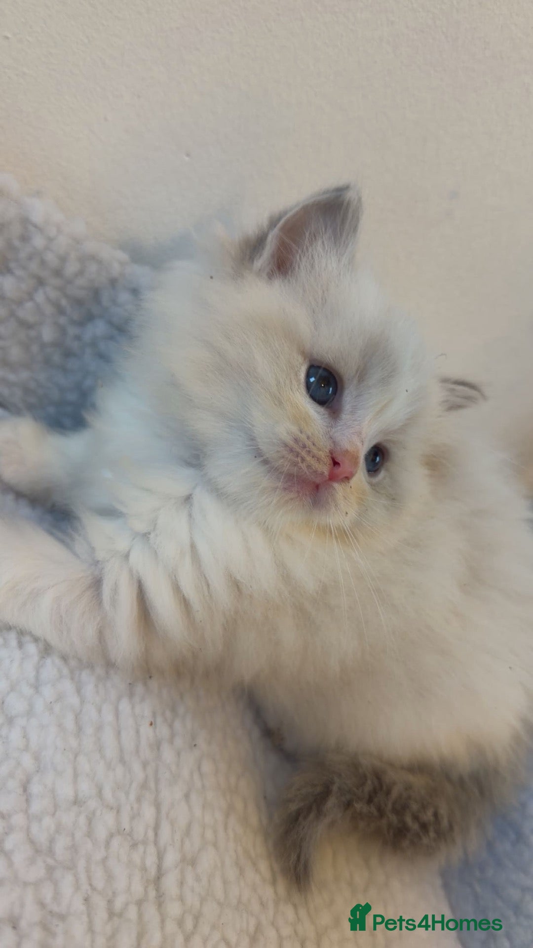 Ragdoll cats European Ragdoll bi colour  - Advert 1