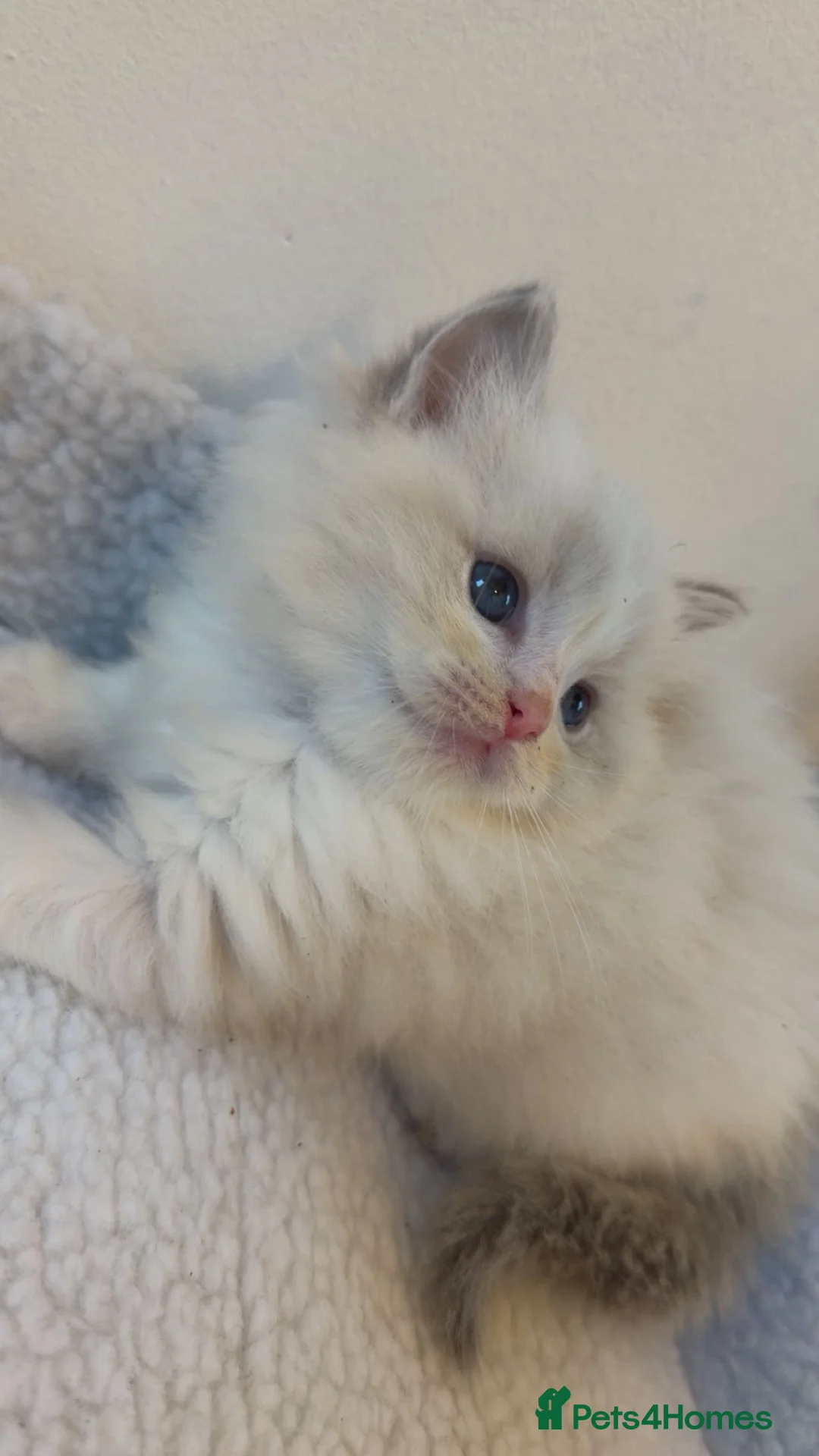 Ragdoll cats for sale: European Ragdoll bi colour  - Advert 1