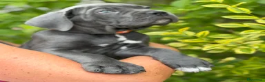 Cane Corso 10