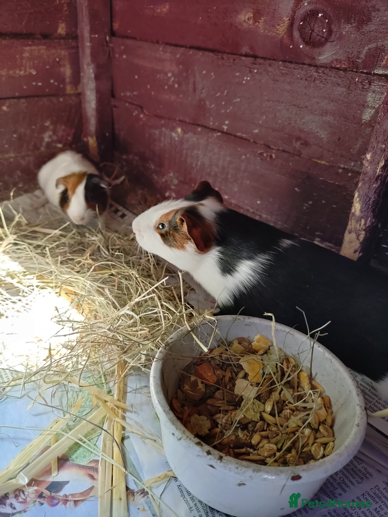 Guinea Pig rodents Males and females guinea pigs  - Advert 13