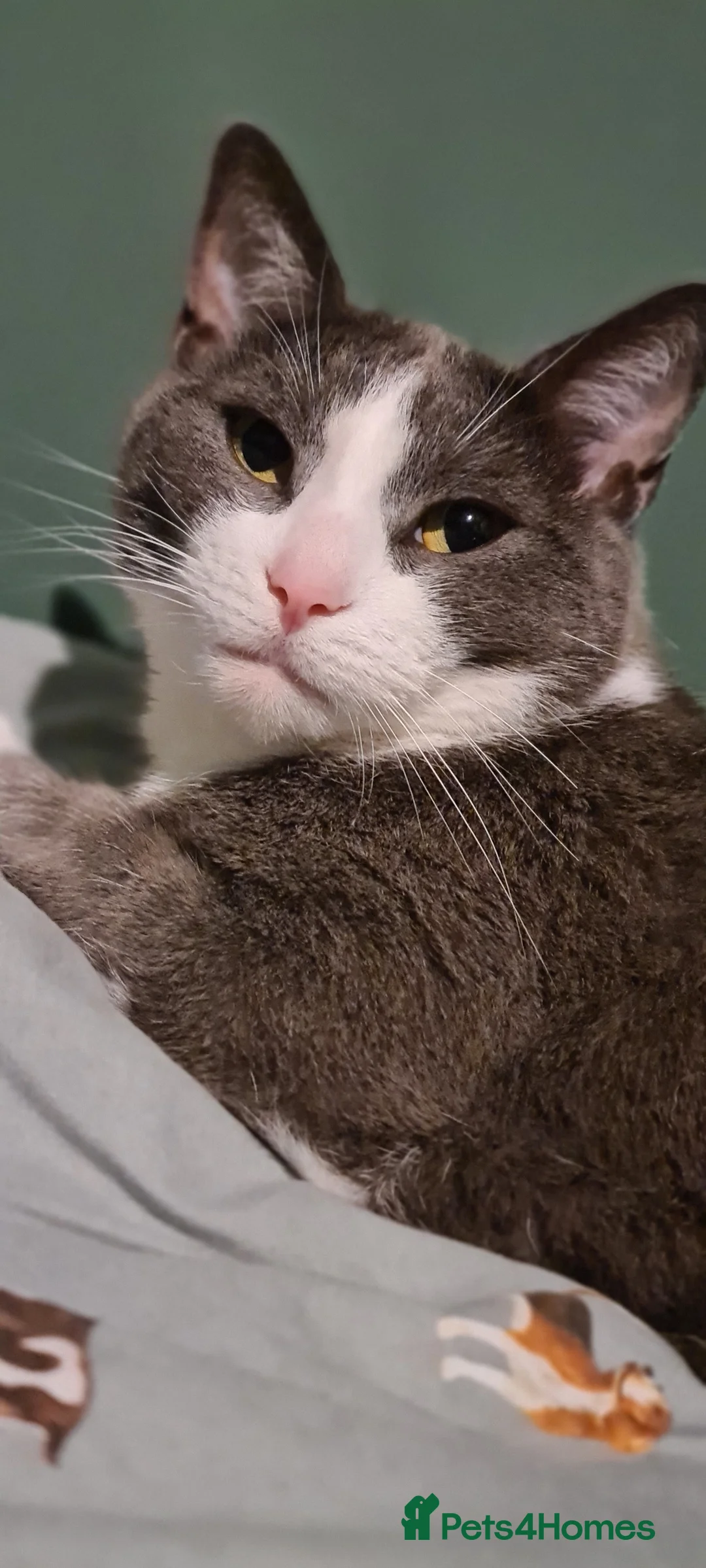 Mixed Breed cats for sale: Juno 7 years old - Advert 15